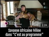 Savane Africaine Féline