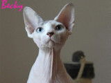 Moheera Sphynx