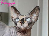 Moheera Sphynx