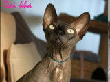 Moheera Sphynx