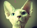 Moheera Sphynx