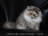 Chatterie des mines d'ambre