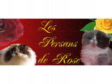Chatterie des Persans de Rose