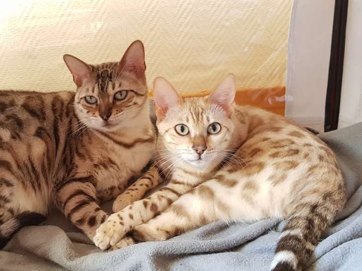 Chatterie magic Bengal