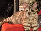 Chatterie magic Bengal