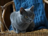 Chatterie de l'ombre d'or