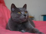 Chatterie de l'ombre d'or