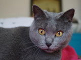Chatterie de l'ombre d'or