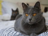 Chatterie de l'ombre d'or