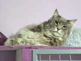 Cat's Cocoon