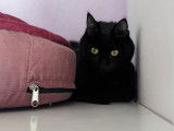 Cat's Cocoon