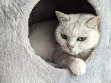 Cat's Cocoon