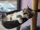 Cat's Cocoon