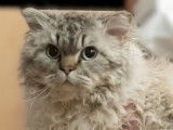 N4 WCF Champion du Monde Peluche Mr & Mme's Uttini (20/05/2023), LOOF Grand Champion d'Europe. MALE ACTIF.