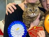 N4 Saphira des Furoles d'Ajol (15/04/2021) : Meilleure de race SRS au Concours Général Agricole de Paris 2025, TICA Quadruple Grande Chempionn, LOOF Championne Internationale. RETRAITEE en Ile-de-France.