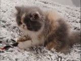 O'sweet Persian's