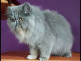 O'sweet Persian's