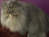 O'sweet Persian's