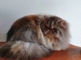 O'sweet Persian's