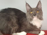 Ripley imperial coon