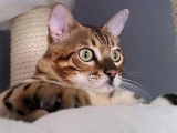 Chatterie d'Alwar Bengal