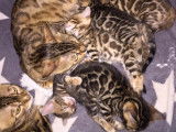 Chatterie d'Alwar Bengal