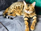 Chatterie d'Alwar Bengal