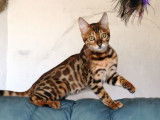 Hemera Bengals