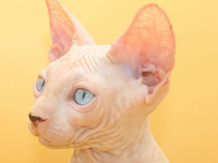 Chatterie Gabchaly