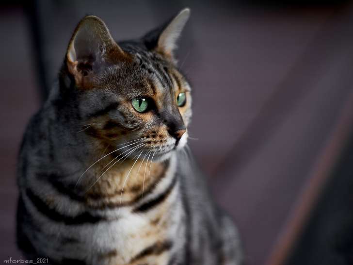 Chatterie Royal Bengal