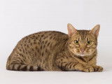 Ocicat Land