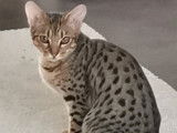 Ocicat Land