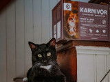 Karnivor
