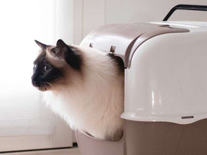 A Tout Chat et Chien