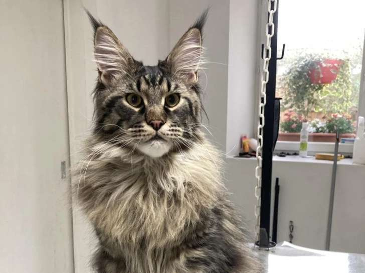 Maison Du Toutou Et Du Minou