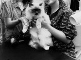 Cani-Coiff