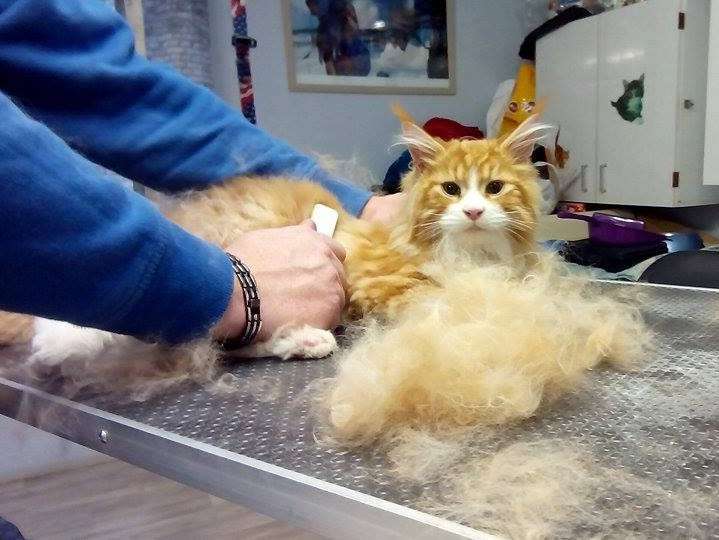 Très calme pendant le toilettage