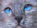 Portrait acrylique et sculpture en relief - Chat gris aux yeux bleus (en vente sur mon site)