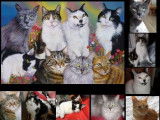 8 chats d'après photos anciennes. Peinture acrylique sur toile 60x40 cm (commande d'après photos)