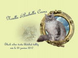 Arabella Coons