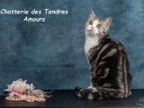 Des Tendres Amours