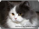 Des Tendres Amours