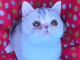 Chatterie d'Amandari goa