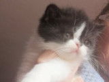 Chatterie d'Amandari goa