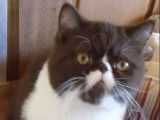 Chatterie d'Amandari goa