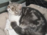 Chatterie d'Amandari goa