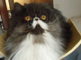 Chatterie d'Amandari goa