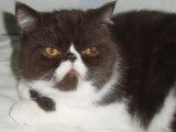 Chatterie d'Amandari goa
