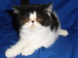 Chatterie d'Amandari goa