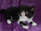 Chatterie d'Amandari goa